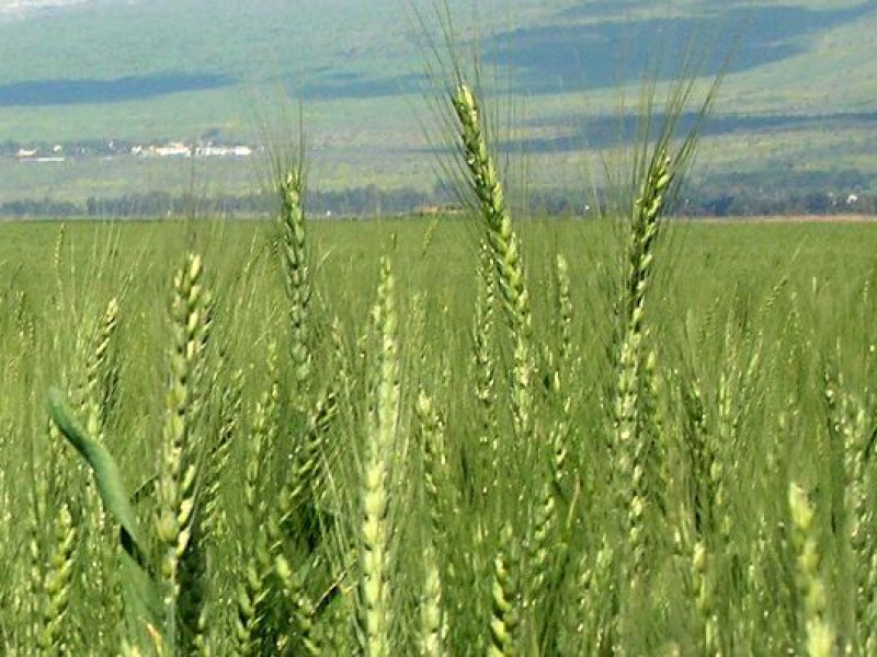 Módosult az agrárkamarai tagdíj bevallási határideje