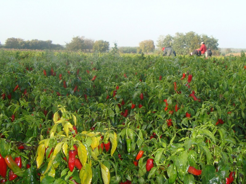 Végveszélyben a paprika fővárosa cím – Kalocsán és környékén már csak ezer hektáron piroslik a paprika