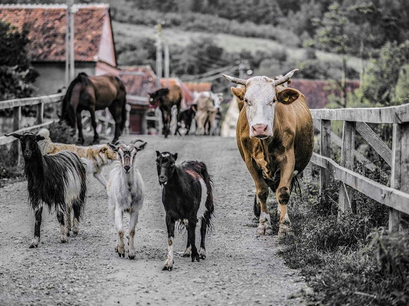 XVI. Tarka Marhafesztivál Fotópályázat Kiállítása