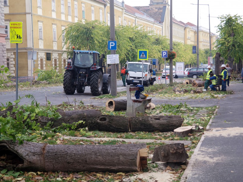 Főutcai favágás – Az első fasor- és sövényszakasz kivágásával már tegnap délelőtt végeztek