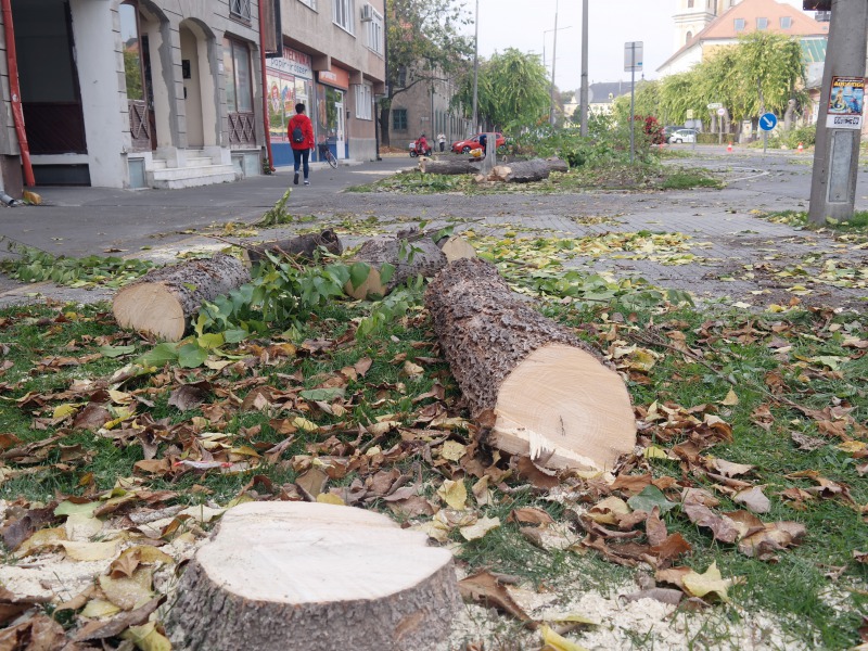 A tervezettnél gyorsabban halad a főutcai fakivágás - Szerdától teljes útzár a Bozsó és az Esze Tamás utca között