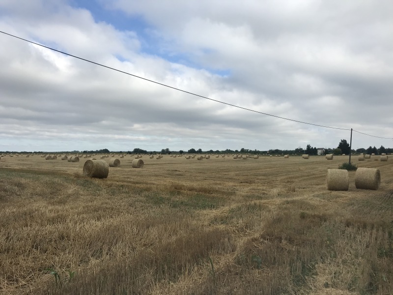 Megyei átlag fölött a Kalocsa környéki árpa és búzatermés - A Bács-Kiskun Megyei Agrárkamara alelnökét kérdeztük 