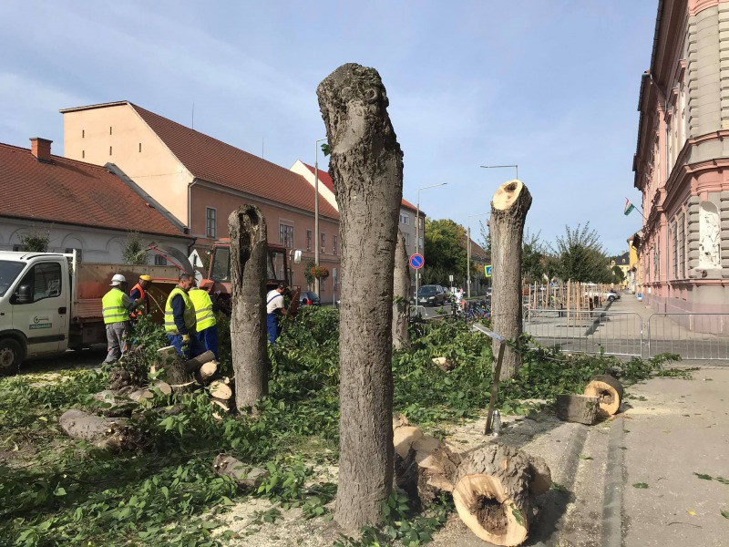 Nem a fákra, az emberekre kell emlékezni – Dr. Körmendy Szabolcs gondolatai 