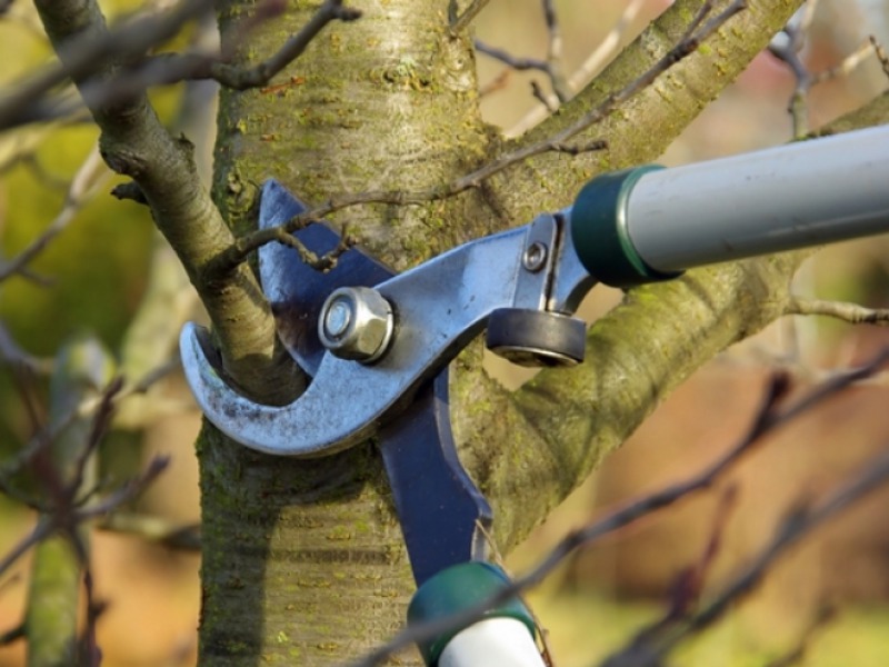 Hogyan álljunk neki a gyümölcsfák téli metszésének? – Vezető kertészmérnök árulja el a titkokat