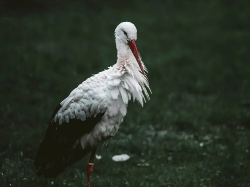 Páhira érkezett vissza az első fehér gólyák egyike Magyarországon