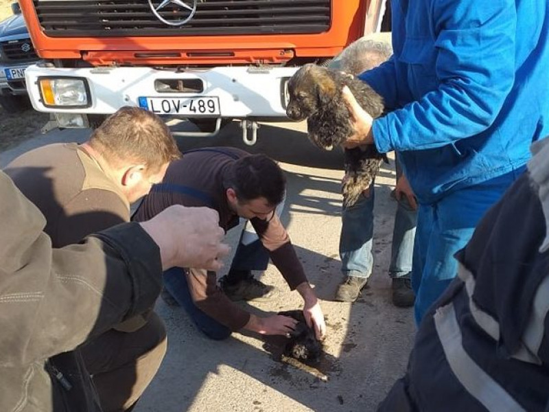 Kiskutyákat mentettek ki a Duna-völgyi Főcsatornából