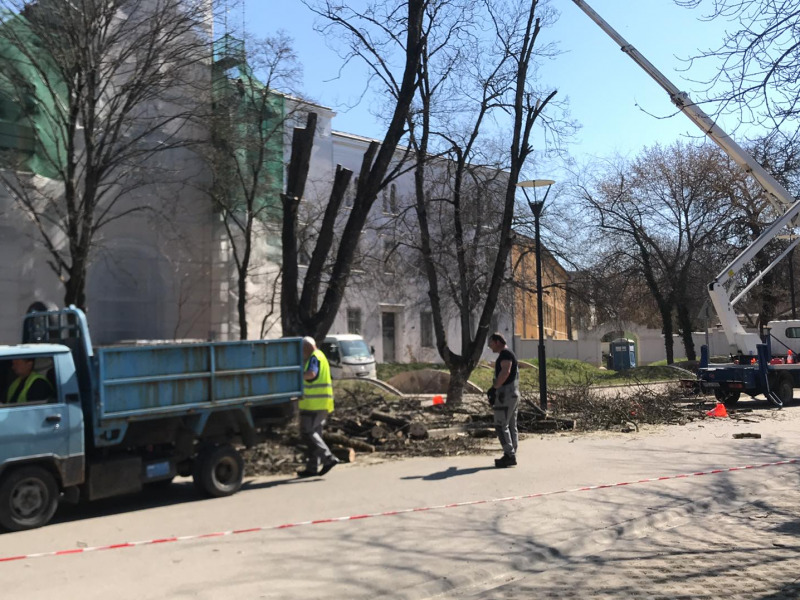 Ütemesen haladnak a fagondozási munkákkal – Három fát kivágnak, hatot ültetnek az Asztrik téren