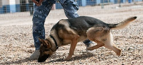 Ismét négylábú munkatársakat keres a NAV – Kutyavásárt tartanak