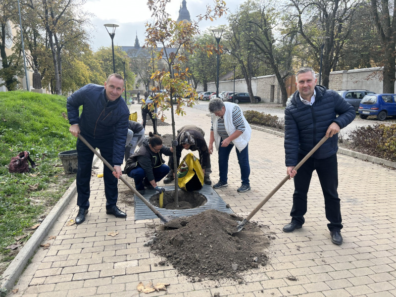 Új fasor díszíti az Asztrik tér sétányát