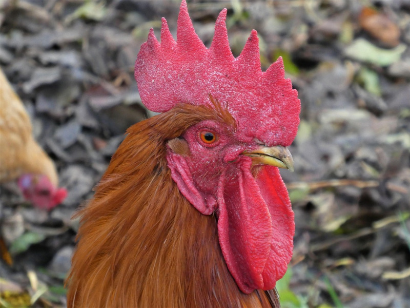 Háztáji baromfi-összeírás! – A saját célra tartott jószágok bejelentése KÖTELEZŐ, HATÁRIDŐ: A HÓ VÉGE!