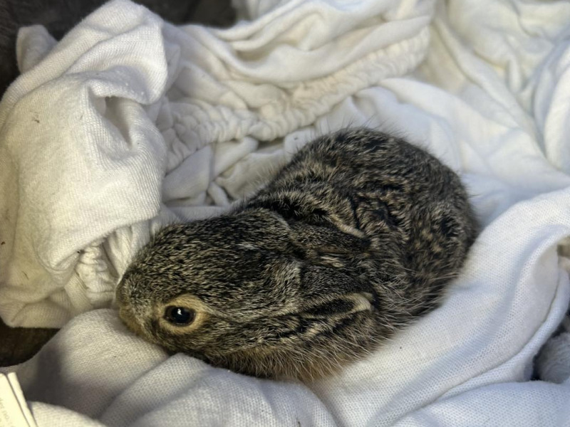 Ne vigyük haza a „magányos” kisnyulakat – fontos üzenetet tett közzé a kalocsai állatvédő egyesület