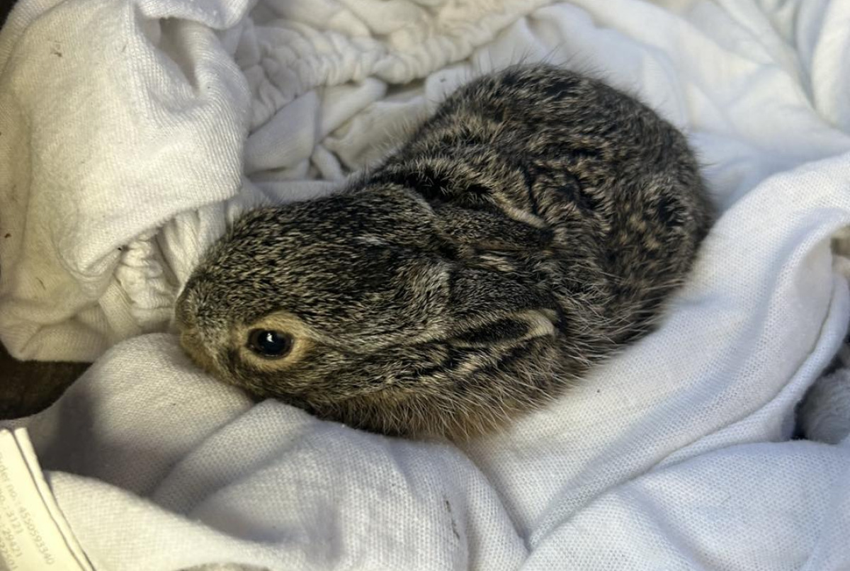 Ne vigyük haza a „magányos” kisnyulakat – fontos üzenetet tett közzé a kalocsai állatvédő egyesület