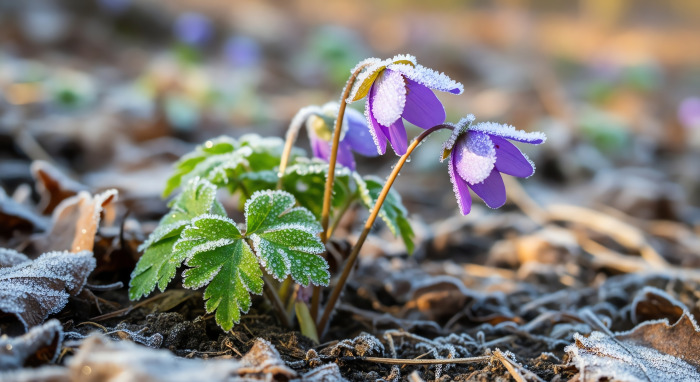 Mit jósol az Ildikó-nap? Fagy volt, de a tavasz sem marad el