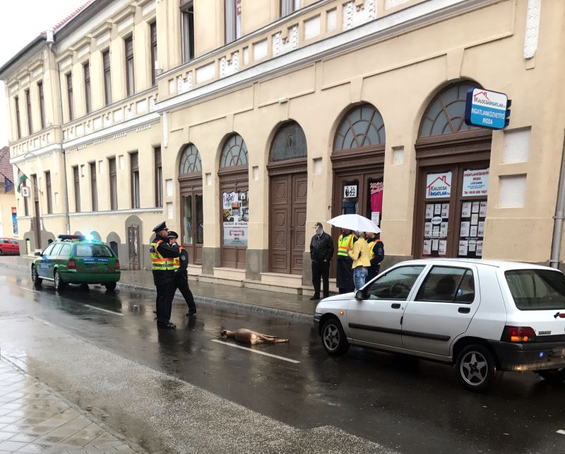 Halálos gázolás a Városházánál – Az áldozat egy őzike