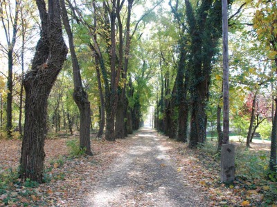 Újabb fakivágás, ezúttal a Csajda kertben